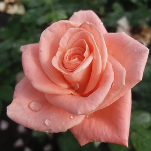 Roza - Roza - Bettina™ 78 - Na spletni nakup vrtnice